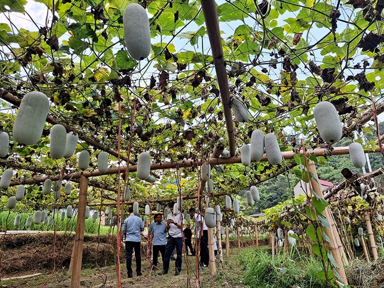 Phát triển du lịch với thâm canh bí xanh thơm ở Ba Bể - Bắc Kạn