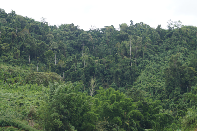 Bảo vệ đa dạng sinh học tại rừng phòng hộ Ba Tơ - Quảng Ngãi