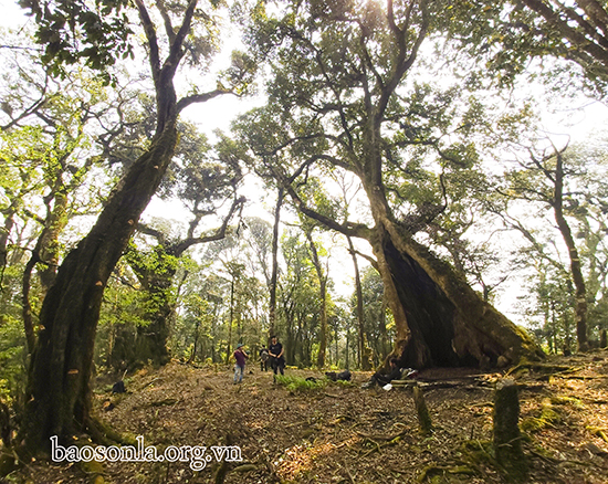 Xuyên rừng nguyên sinh chinh phục đỉnh U Bò - Sơn La