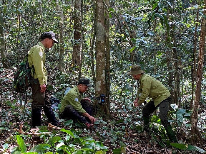 Quảng Nam: Làm giàu cho rừng, nhìn từ Khu bảo tồn loài Sao la