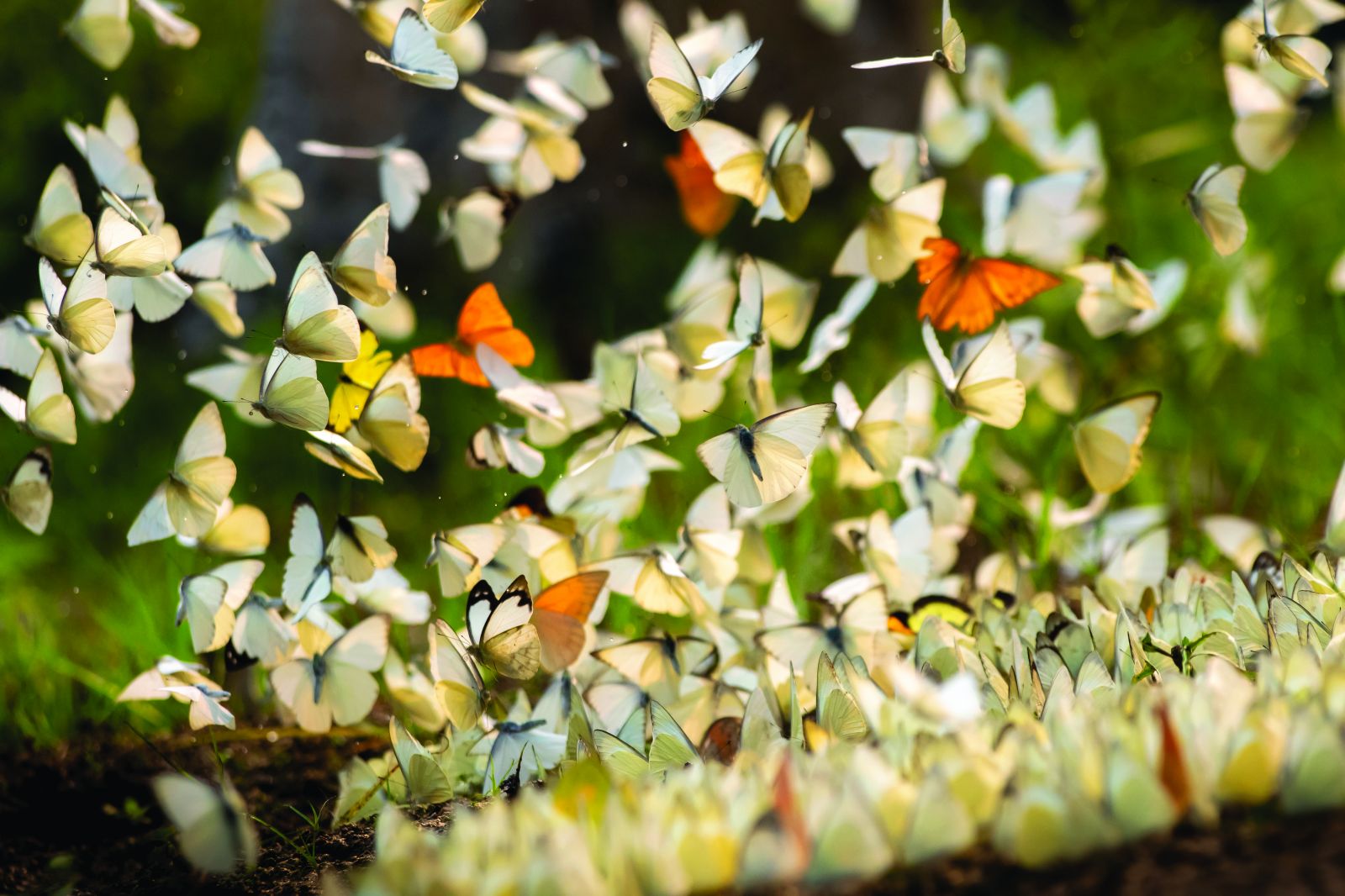 Những cánh bướm trong rừng Cúc Phương