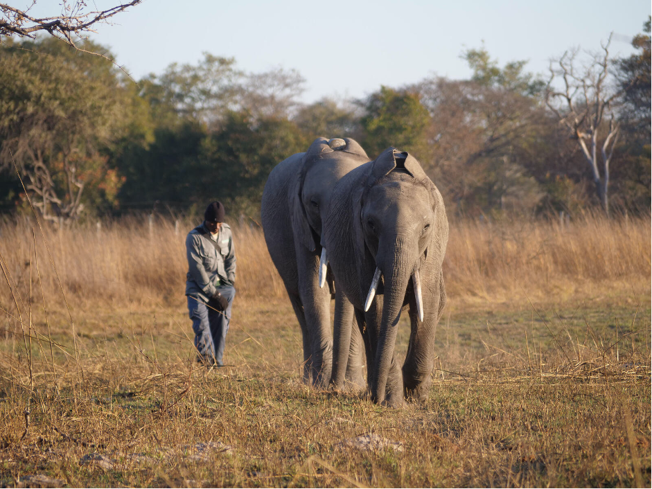Ứng dụng khoa học công nghệ trong bảo tồn và phát triển loài voi